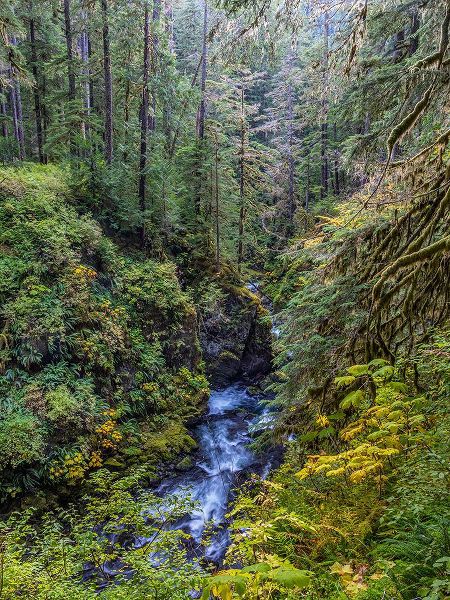 Jaynes Gallery 아티스트의 USA-Washington State-Olympic National Park The Sol Duc River runs through forest작품입니다.